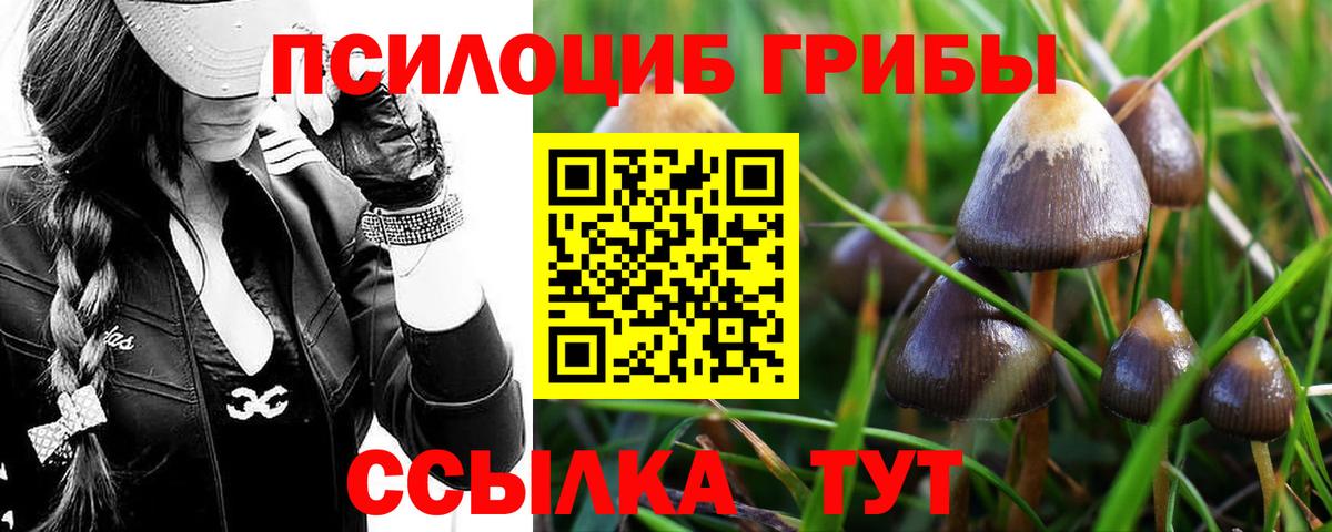 Псилоцибиновые грибы прущие грибы  даркнет сайт  Ессентуки  Галлюциногенные грибы Psilocybe  Вход с VPN 